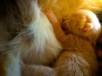 Close-up of cat sleeping