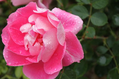 Close-up of pink rose