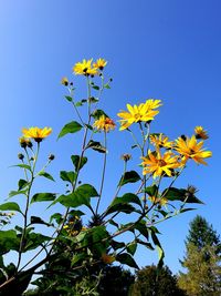 Low angle view of yellow flowers