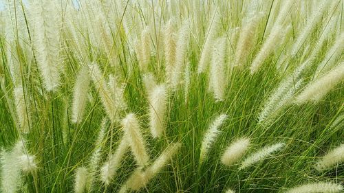 Full frame shot of plants