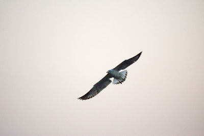 Low angle view of bird flying in the sky