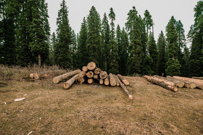 Stack of logs on field in forest, stack of logs on field in forest, 