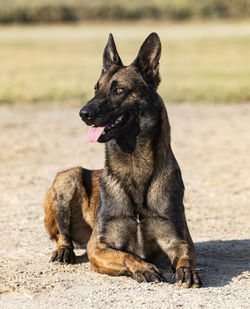 Portrait of german shepherd running on field