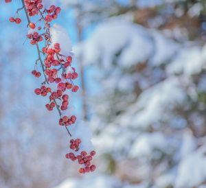 Low angle view of red flowering plant