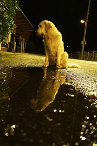 Cat in illuminated water at night