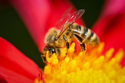 Close-up of bee pollinating on yellow flower