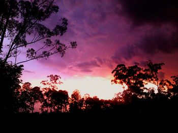 Silhouette of trees at sunset