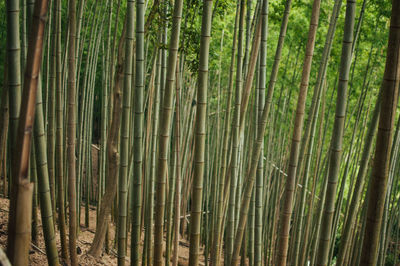 Close-up of bamboo plants in forest