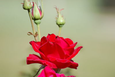 Close-up of red rose