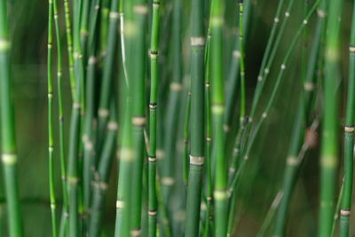 Close-up of bamboo plants