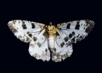 Close-up of butterfly over white background