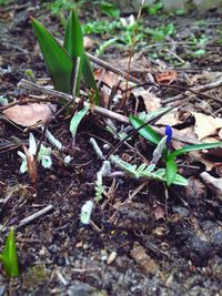 Close-up of plant growing on field
