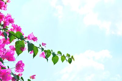 Low angle view of pink flowering tree against sky