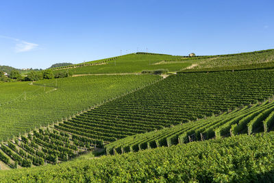 Scenic view of vineyard against sky