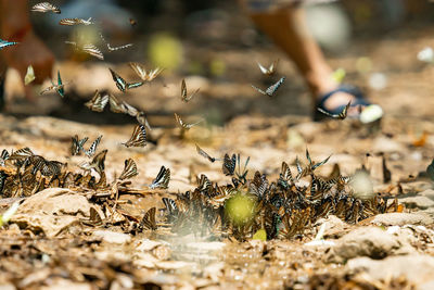 High angle view of people walking on field
