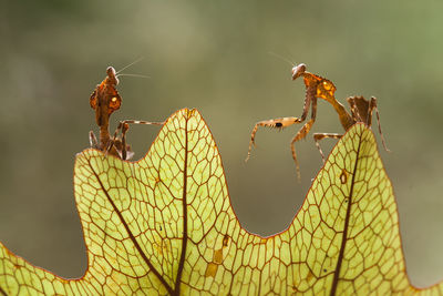 Close-up of insect on leaf