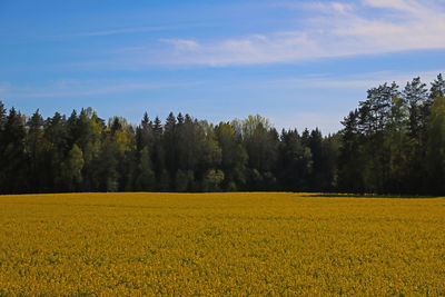 Scenic view of oilseed rape field against sky