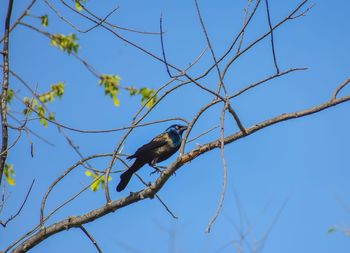 Bird perching on a tree