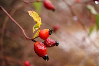 Close-up of red berries on tree