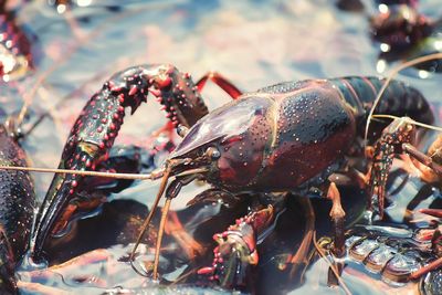 Close-up of crayfish in water at market stall