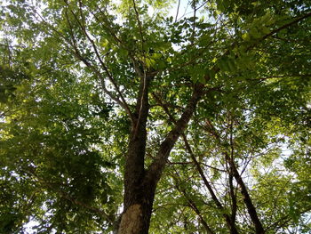 Low angle view of bamboo trees in forest