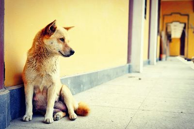 Dog looking away against the wall