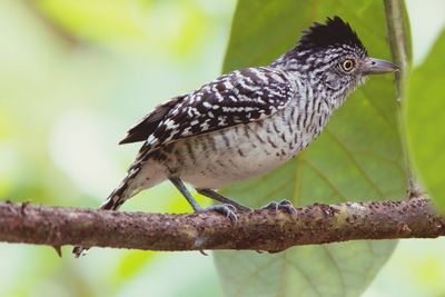 Close-up of a bird perching on branch