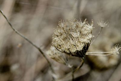 Close-up of wilted flower