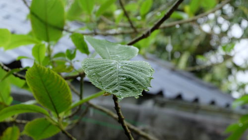 Close-up of plant leaves