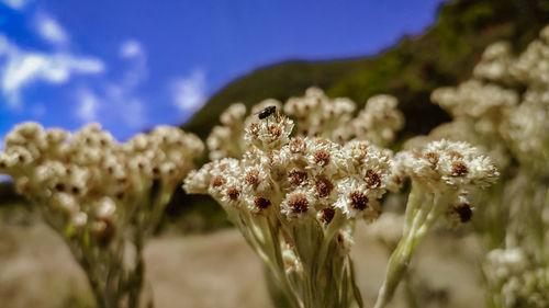 Close-up of flowering plant on field