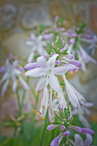 Close-up of white flowers blooming outdoors