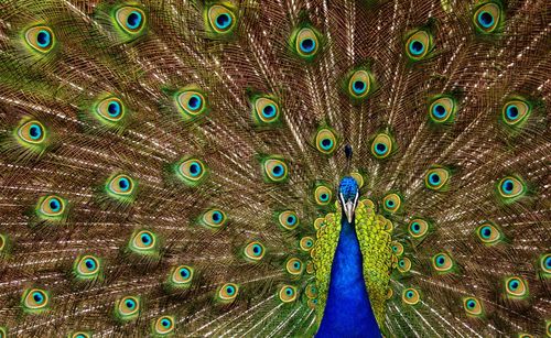 Close-up of peacock