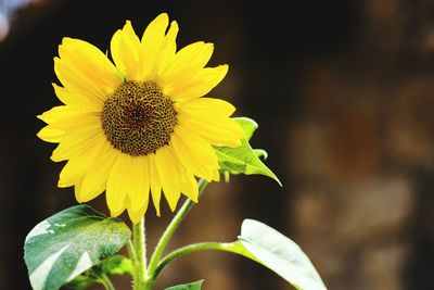 Close-up of yellow flower blooming outdoors