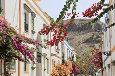 Low angle view of coloured flowers by buildings