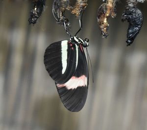 Close-up of butterfly hanging