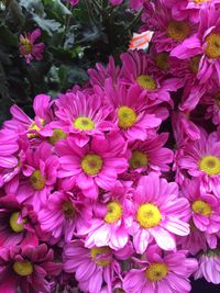 Close-up of pink flowers blooming outdoors