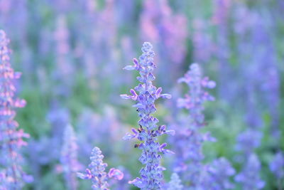 Close-up of purple flowers blooming outdoors