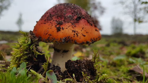 Close-up of mushroom growing on field