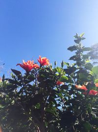 Low angle view of pink flowers against clear blue sky