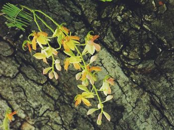 Close-up of yellow flowers