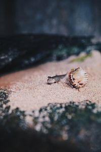 Close-up of insect on sand