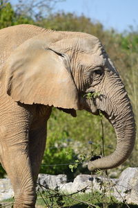 Close-up of elephant