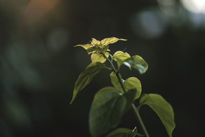 Close-up of flowering plant