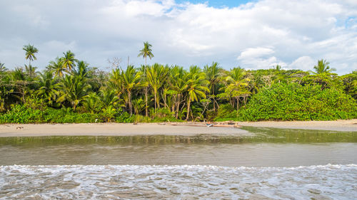 Scenic view of palm trees against sky