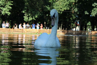 Swan swimming in lake