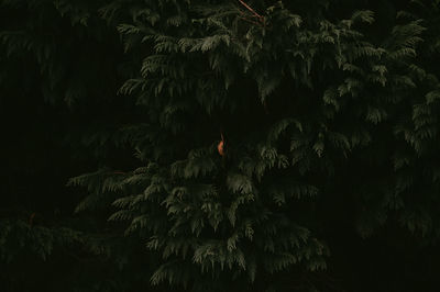 Low angle view of trees at night