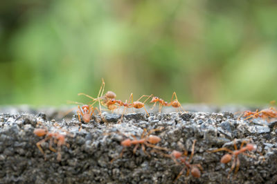 Close-up of ant on ground