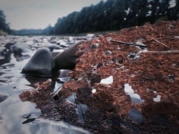 Close-up of grass at beach