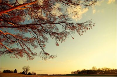 Bare trees on landscape at sunset