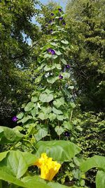 Close-up of purple flowering plants